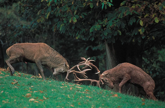 The PPE Waste Showdown!